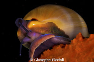 The Jewel/ A second shot of the Mediterranean Luria lurid... by Giuseppe Piccioli 
